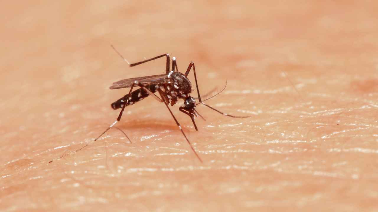 Waspada Demam Berdarah Dengue, Mengenal Nyamuk Aedes Aegypti Penyebab DBD